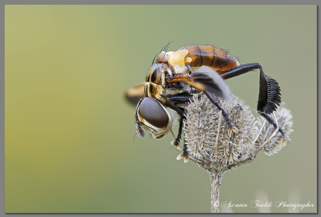 Trichopoda pennipes o pictipennis